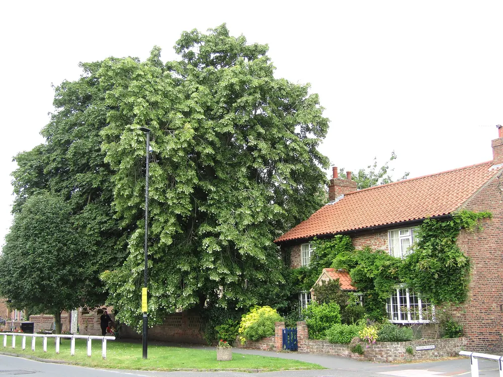 The Village, Haxby
