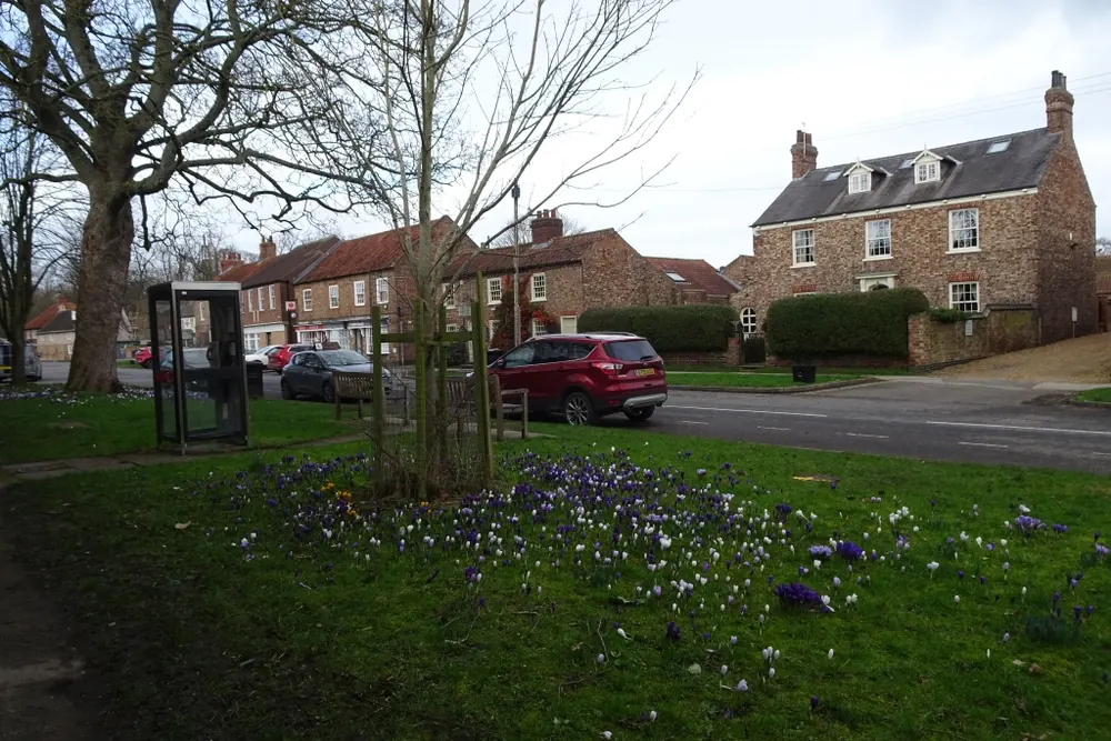 Crocuses and a phone box in Heslington